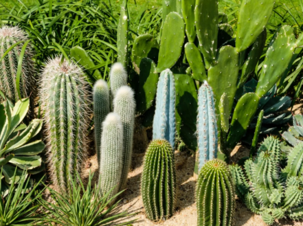 Taman kaktus dengan ragam jenis kaktus yang unik